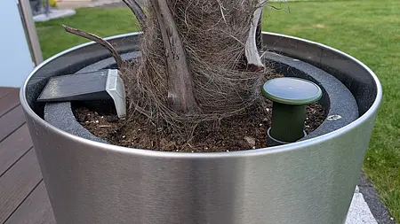 FYTA Terra im Kübel der Hanfpalme, daneben eine Solarleuchte